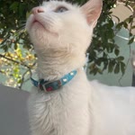 Yasemin