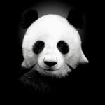 Semih