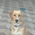 Oktay