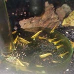 Tolgahan