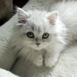 Pinar