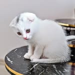 Sezai