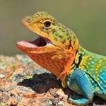 Ürkek