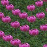 Meral