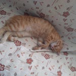 Damla