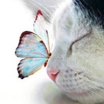 Elif