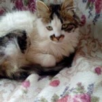 Yasemin