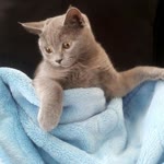 Ali