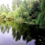 Nzlı