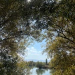 Havva