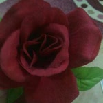 Aylin