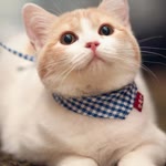 Songül