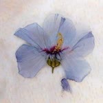 Büşra