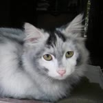 Metin