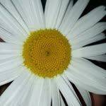 Esma