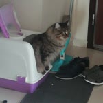 Burcu