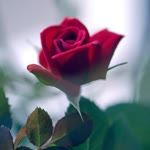 Emine