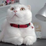 Fatma