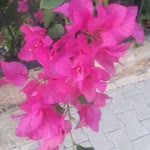 Fatma