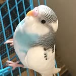 Kübra