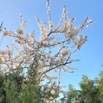 Nilgün
