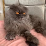 Ebru