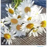 Meral