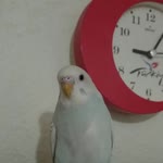 Berkay
