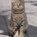 Oğuz