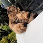 Ali