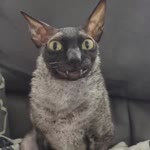 Gökan