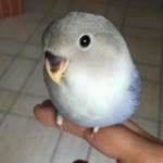 Damla