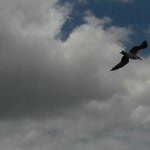 Şükran