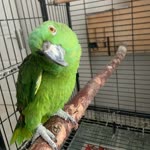 Hasan
