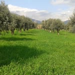 Salih