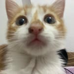 Zeynep