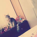 Bahar