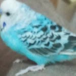 Maviş