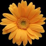 Erdal