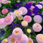 Elif