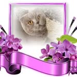 Sibel