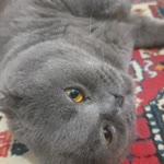 Kubilay