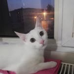 Feyza