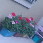 Filiz