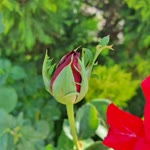 Mehmed
