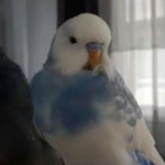 Derya