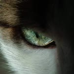 Eren