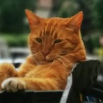 İshak