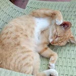 Veysi