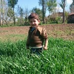 Halil
